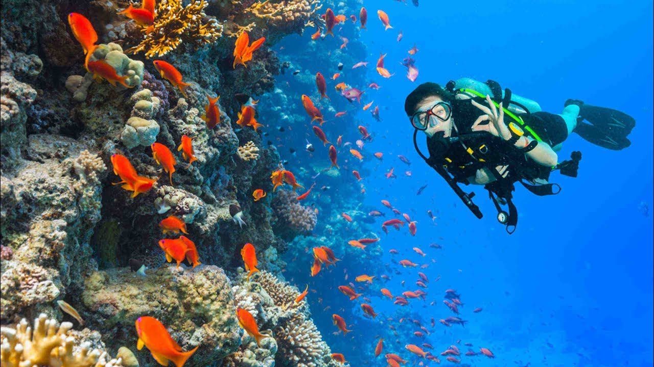El Sakala Reef is one of the best places for diving in hurghada